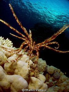 Klunzinger's Feather Star by Marko Perisic 